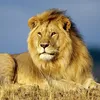 Funny animals