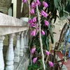 quyennguyen18125
