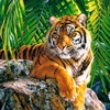 user2022.tiger