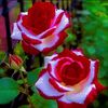 innox__akash