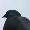 kitelek_22