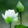 tuyetpham9742
