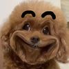 chacha_pet
