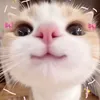 rosi_e33