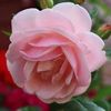 fleurskabyle2