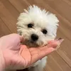 omochi3mochi