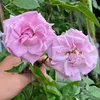 shahro89