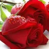 user2504101692660