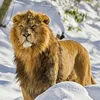 malikwakeel2583