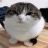 gato_sovietico570