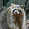 joey_raccoon