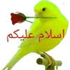 ha_hamdi