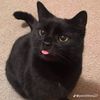 ericascats2