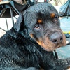 Rottweiler_beau