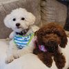 maltipoo.plus.toypoodle