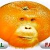 orangutan7380
