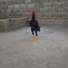 hasancan246616