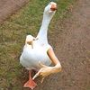 gusic_1092387456