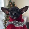 Zigzagthechi