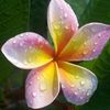 sohad.alarga