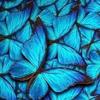 manar_butterfly1