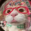 pipyany