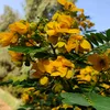 gardin461