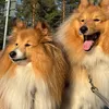 shetland.sportdogs