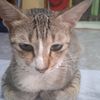 aripmoak