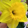 nankurinaisa8