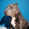 kesha_thepitbull