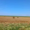 akcid
