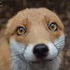 foxshoto