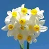 abo.sezar51