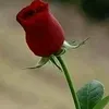 likamal95