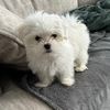 baileesaccount