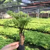 thanhtungvp8386