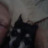 sandrachapmangloodman83