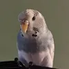 zazadupnonojeaum
