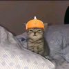 ice_cocoo