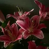 013_lila3