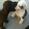 oksysjl