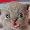 holy_meowsers