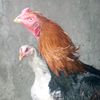 suleman.aseelvideos77766
