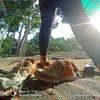 putrakangamil