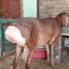 ahssan.mayo0