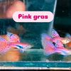 faza_the_guppy_farm