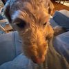 zoey_imok