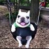 jaisal_910