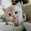 hello._.rosedawson